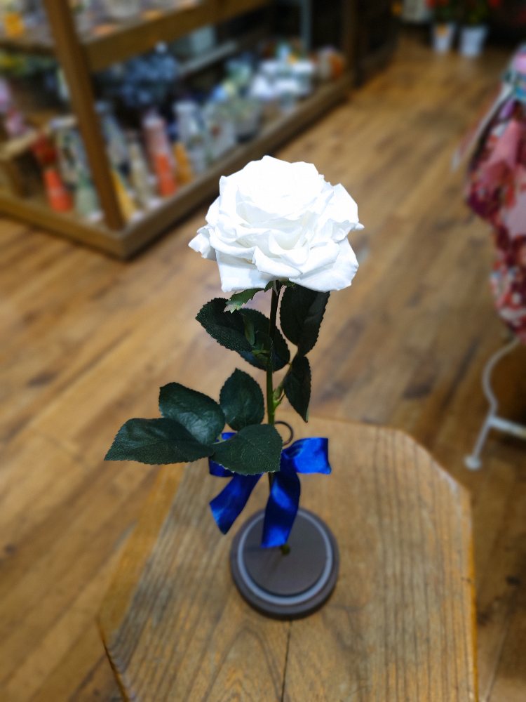 記念に残す1本の白バラをガラスケースに