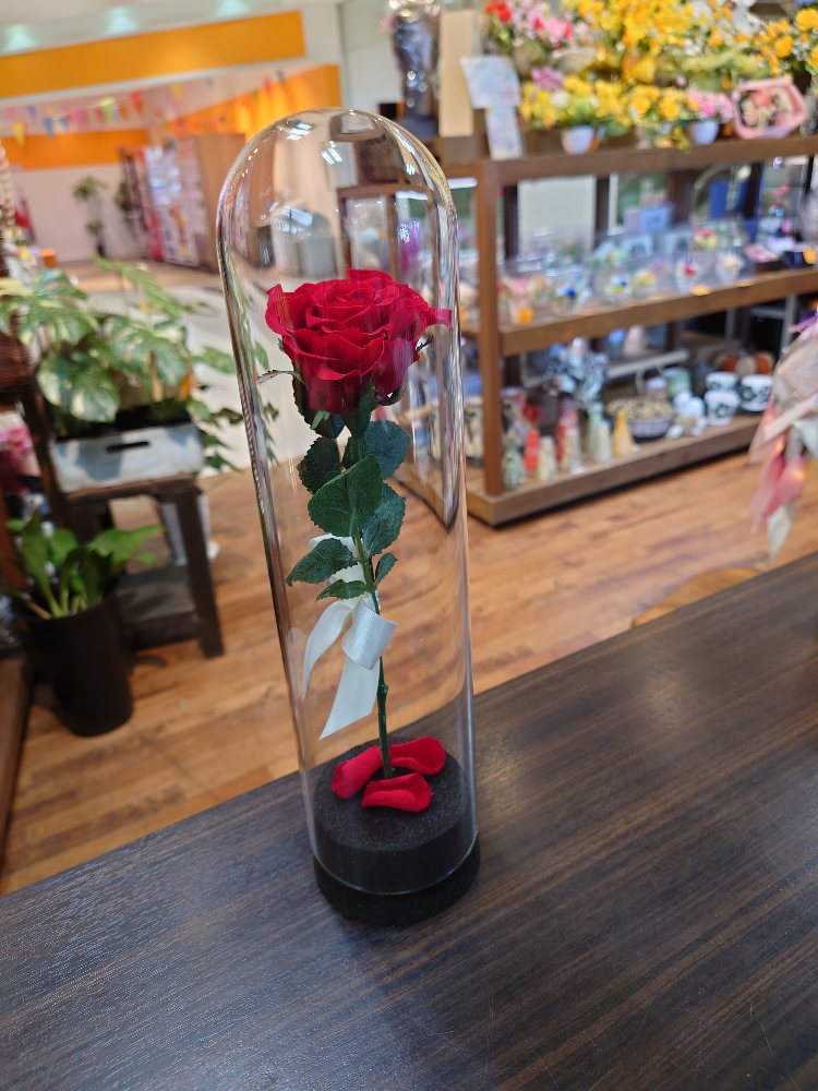 記念に残す1本の赤バラをガラスケースに