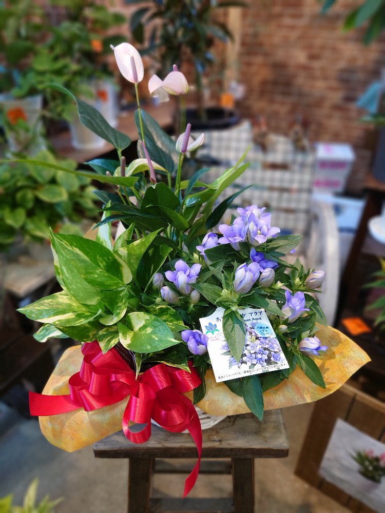 敬老の日に秋の花　青色のリンドウと観葉植物の詰め合わせ
