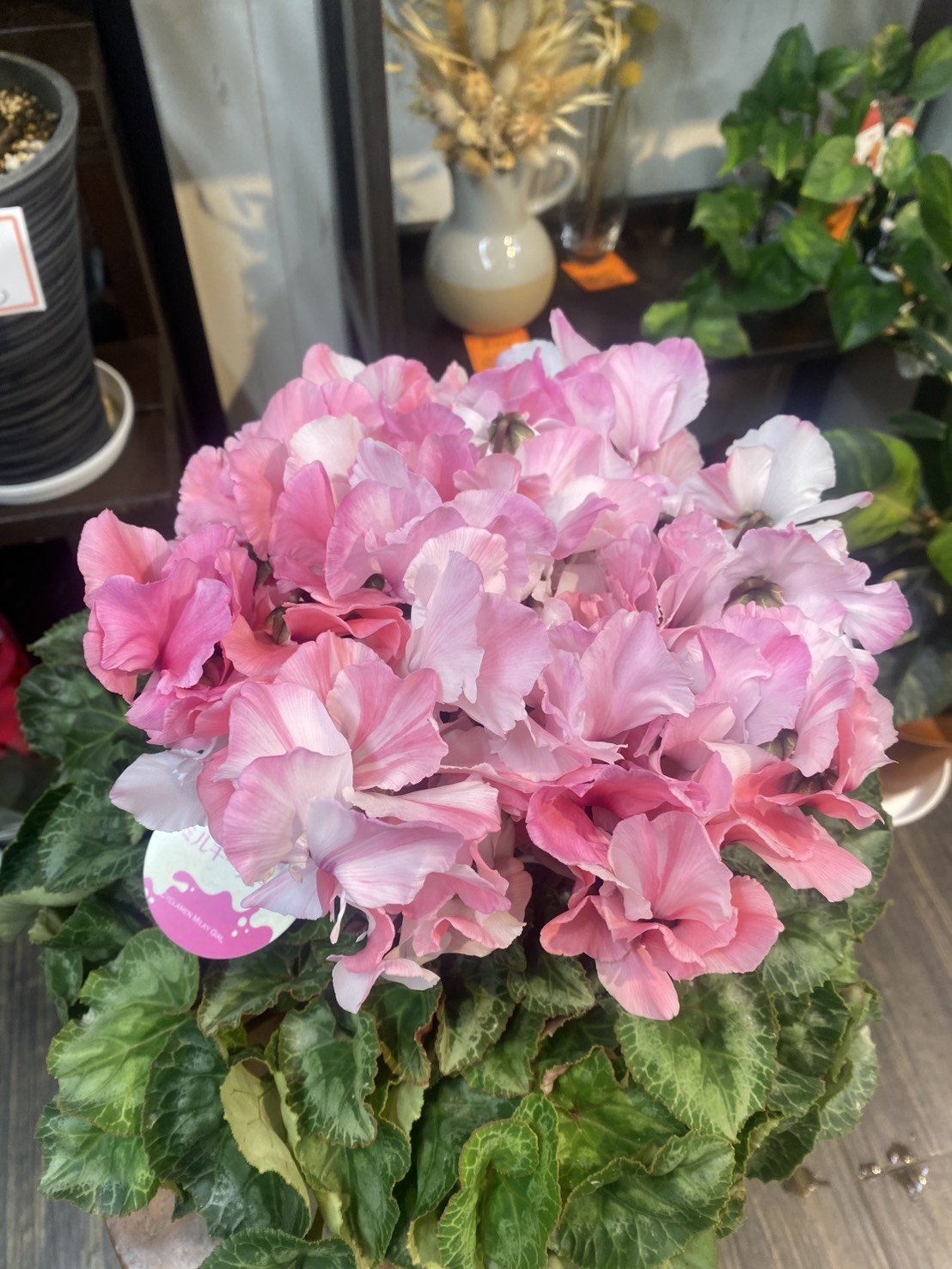 ボリュームたっぷりピンク色ミルキーガールのシクラメン