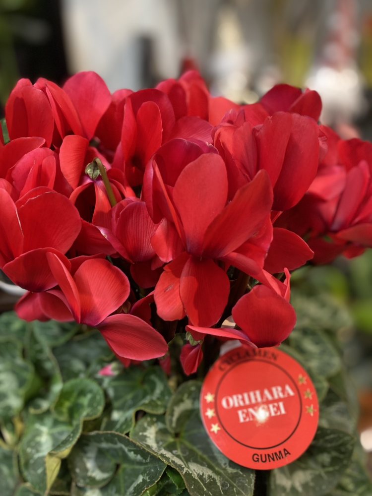 クリスマスの贈り物ボリュームたっぷり人気の赤色シクラメン